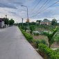 Thị trấn Nưa tiếp tục trồng cau tuyến đường mẫu và tuyến phố Lê Bật Tứ